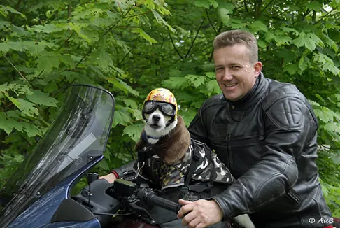 Profielfoto van bikerdoggie